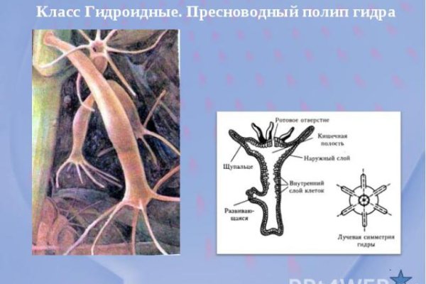 Кракен открылся