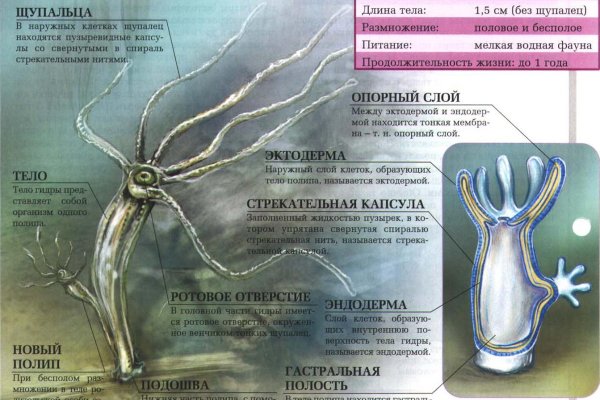 Кракен наркоторговец