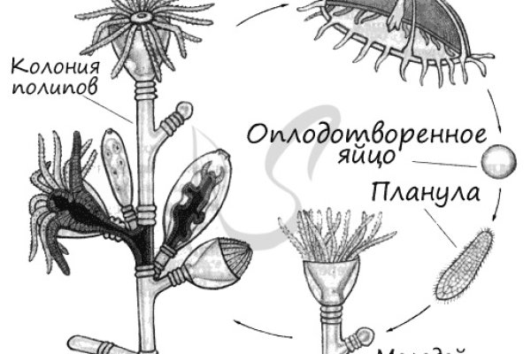 Кракен сайт store