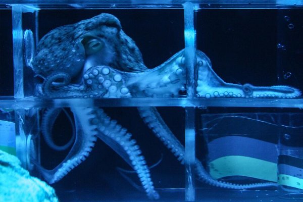 Кракен вход ссылка kraken torion net