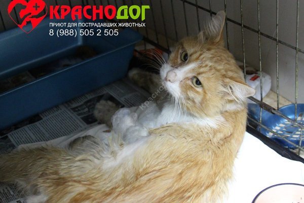 Кракен клир
