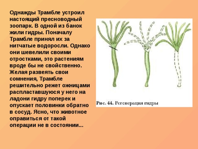 Whitenet магазин